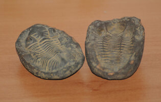 museo_minerali_e_fossili21