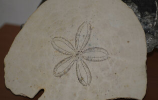 museo_minerali_e_fossili9