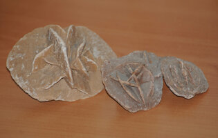 museo_minerali_e_fossili20