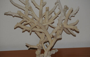 museo_minerali_e_fossili6