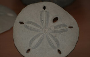 museo_minerali_e_fossili8