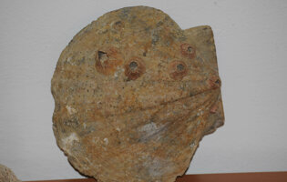 museo_minerali_e_fossili17