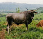 vitello-nero-da-macello