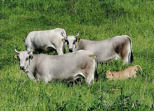 f60c296a-f64c-413e-a937-150f41b6cf85.jpeg