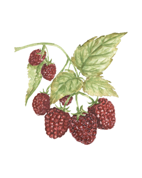 un’esperienza esclusiva dedicata agli amanti del tartufo, dove gusto, convivialità e atmosfera si incontrano. (11)