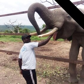 elephant.jpeg