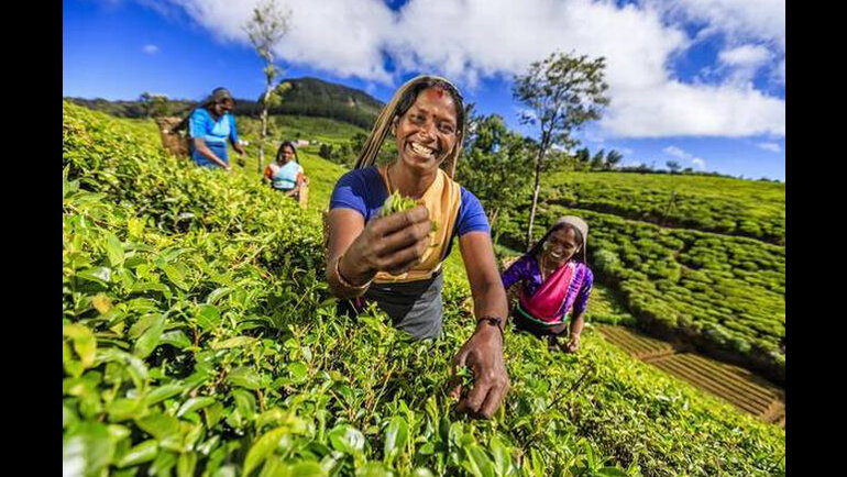 Il grande esperimento dello Sri Lanka sull'agricoltura biologica: sogno verde e realt&agrave; dura.