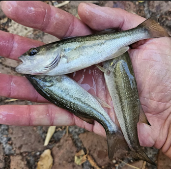 screenshot 2026-02-23 alle 10.54.16