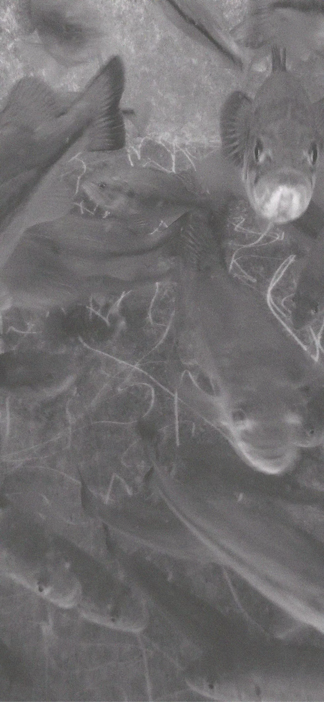 cf068f_7f3b6c472e4c4ac4b4388e5dd38f9ff5~mv2 cf068f_7f3b6c472e4c4ac4b4388e5dd38f9ff5~mv2