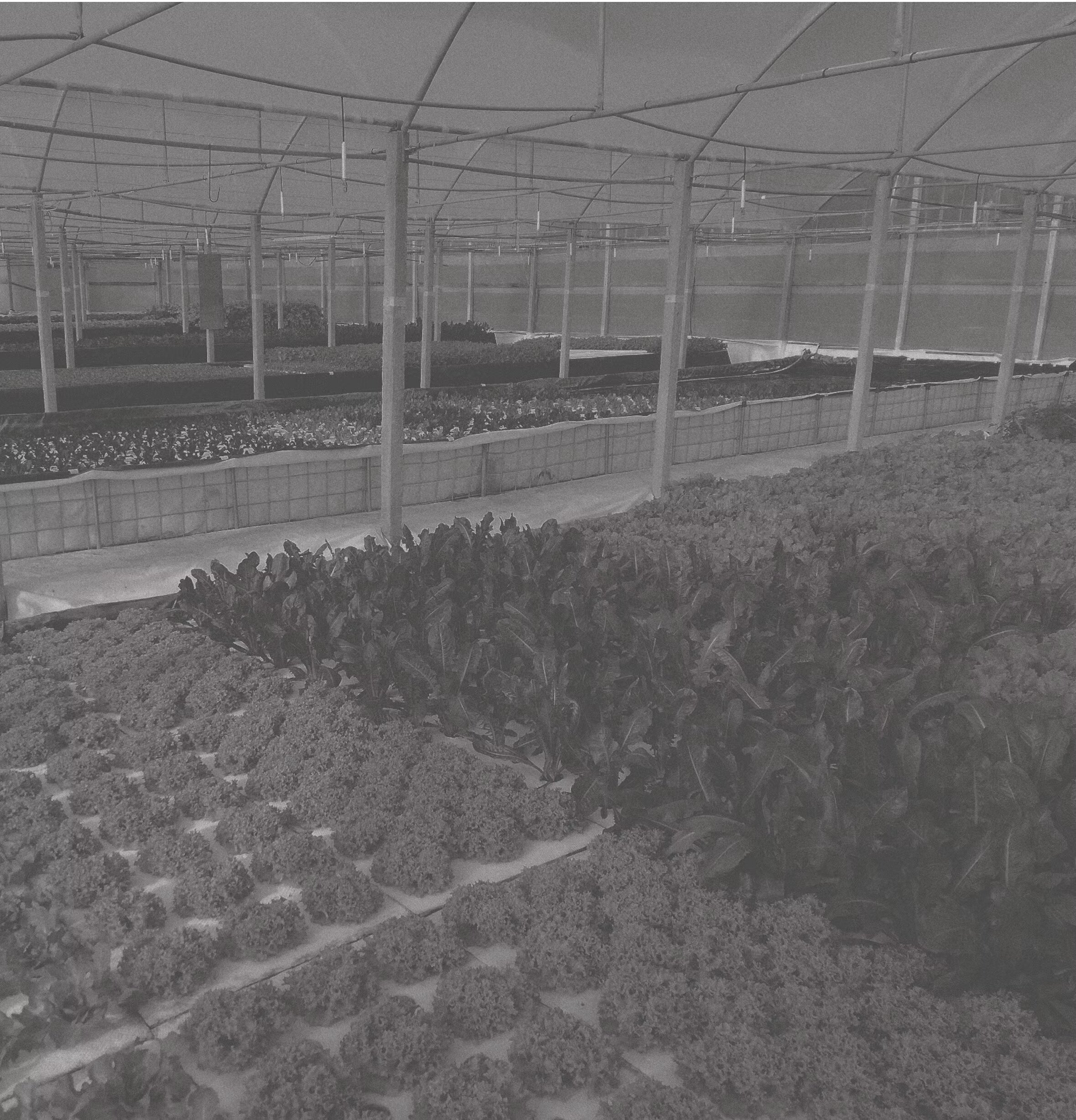 cf068f_29b524a4c94042aca9c1ad5a773d3b7d~mv2.jpeg cf068f_29b524a4c94042aca9c1ad5a773d3b7d~mv2.jpeg