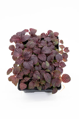 shiso rosso.jpeg