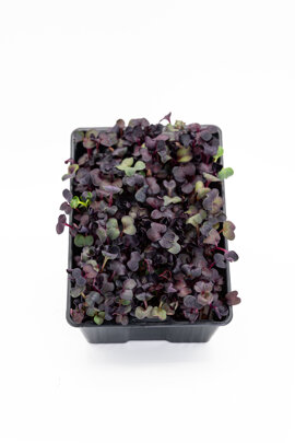 ravanello rosso .jpeg