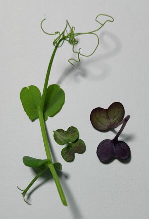 Dettagli e particolari