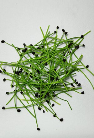 La bellezza ed il gusto