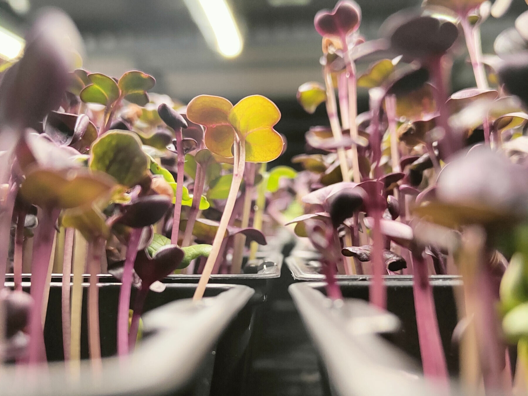 Il Futuro dell'agricoltura