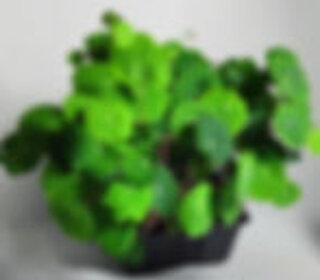 e5b3a159a2d465888198d03bbb6b201b16d17bec