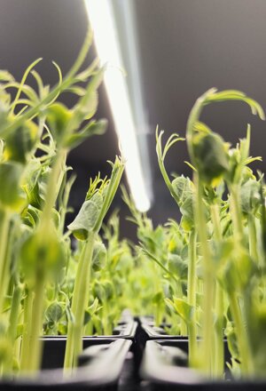 Una distesa di Pisello Verde