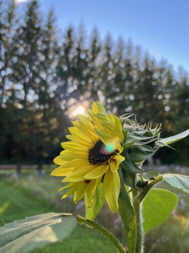 eyJmciI6IkFiZWlsbGUgcG9sbGluaXNhbnQgdW5lIGZsZXVyIGphdW5lIGRhbnMgdW4gY2hhbXAgYWdyaWNvbGUgYXUgUXXpYmVjIn0=