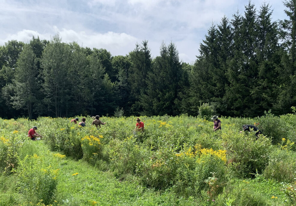 autocueillette de bleuets.jpeg