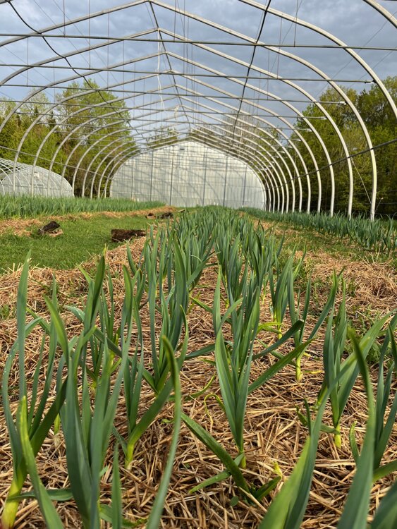 JTdCJTIyZnIlMjIlM0ElMjJKZXVuZXMlMjBwbGFudHMlMjBkJUUyJTgwJTk5YWlsJTIwcG91c3NhbnQlMjBkYW5zJTIwdW4lMjB0dW5uZWwlMjBkZSUyMGN1bHR1cmUlMjIlN0Q=