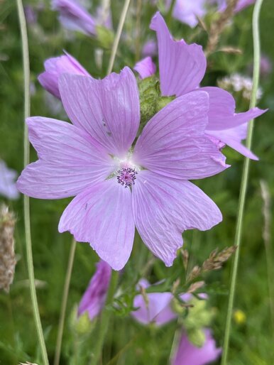 eyJmciI6IkZsZXVyIHNhdXZhZ2Ugcm9zZSBjdWx0aXbpZSDgIGxhIGZlcm1lIENoYW1wIGRlcyBGb2xpZXMifQ==