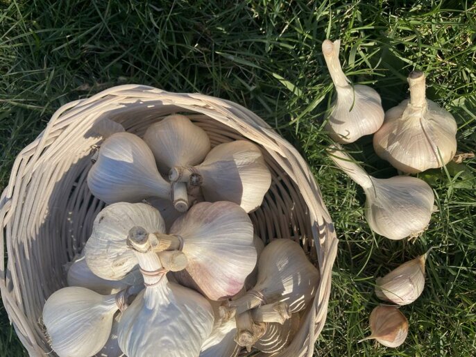 img_8332-ail panier.jpeg img_8332-ail panier.jpeg