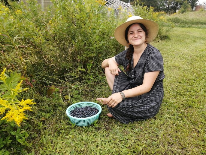 bleuets cueillette.jpeg bleuets cueillette.jpeg