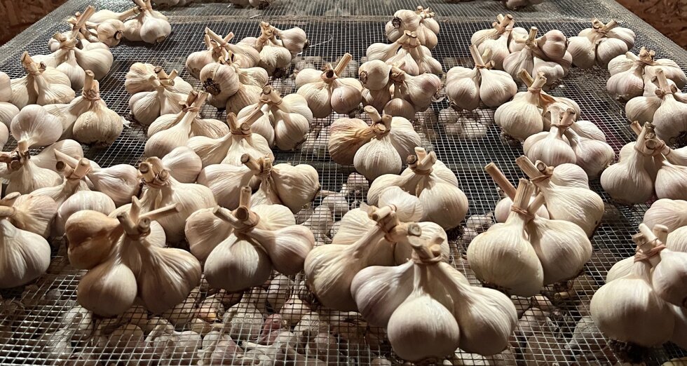 eyJmciI6IkFpbCBmcmFpcyBlbiB0cmFpbiBkZSBz6WNoZXIgYXBy6HMgbGEgculjb2x0ZSDgIGxhIGZlcm1lIn0=