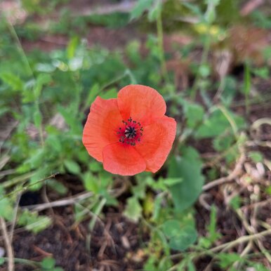 Fleur sauvage rouge dans les champs de la ferme Champ des Folies