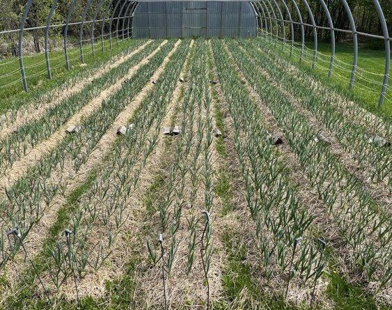 JTdCJTIyZnIlMjIlM0ElMjJSYW5nJUMzJUE5ZXMlMjBkJUUyJTgwJTk5YWlsJTIwZW4lMjBjcm9pc3NhbmNlJTIwZGFucyUyMHVuJTIwY2hhbXAlMjBhZ3JpY29sZSUyMGJpb2xvZ2lxdWUlMjIlN0Q=