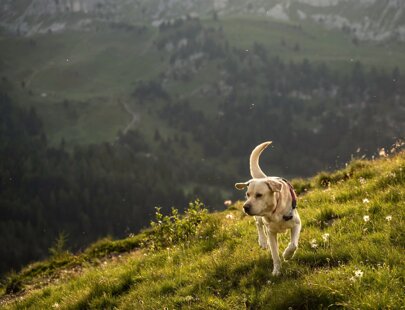 imgi_242_taramelli-ares-06871-w