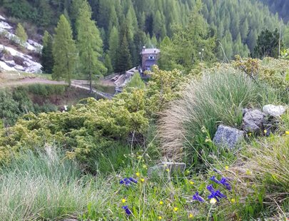 imgi_6_taramelliconfiori