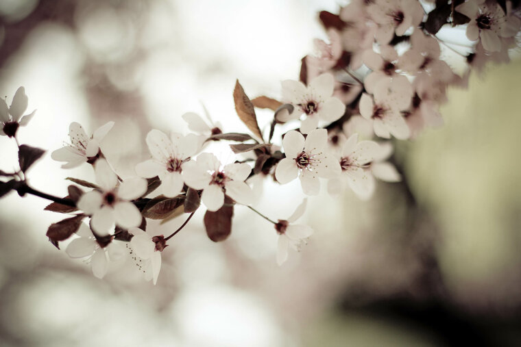 blossom-23.jpeg