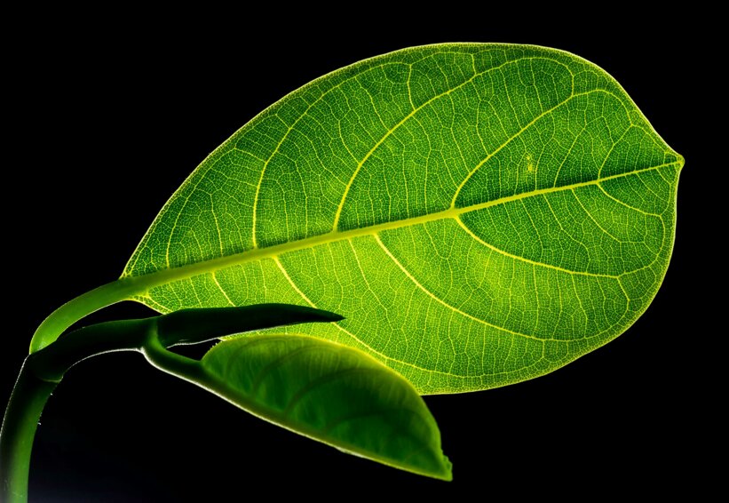 pexels-pixabay-57726.jpeg