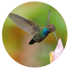 colibri hotel bolsora