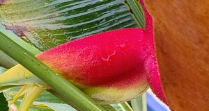 img_7981.jpeg
