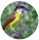 bichofue