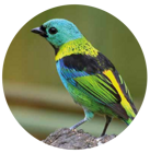 tangara
