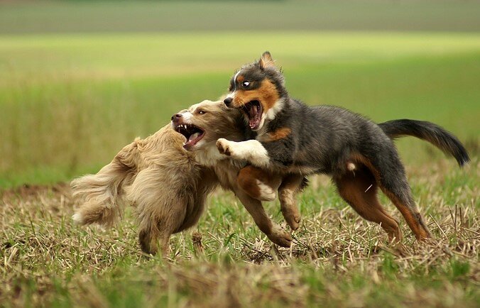 Hundebegegnung und Sozialisation