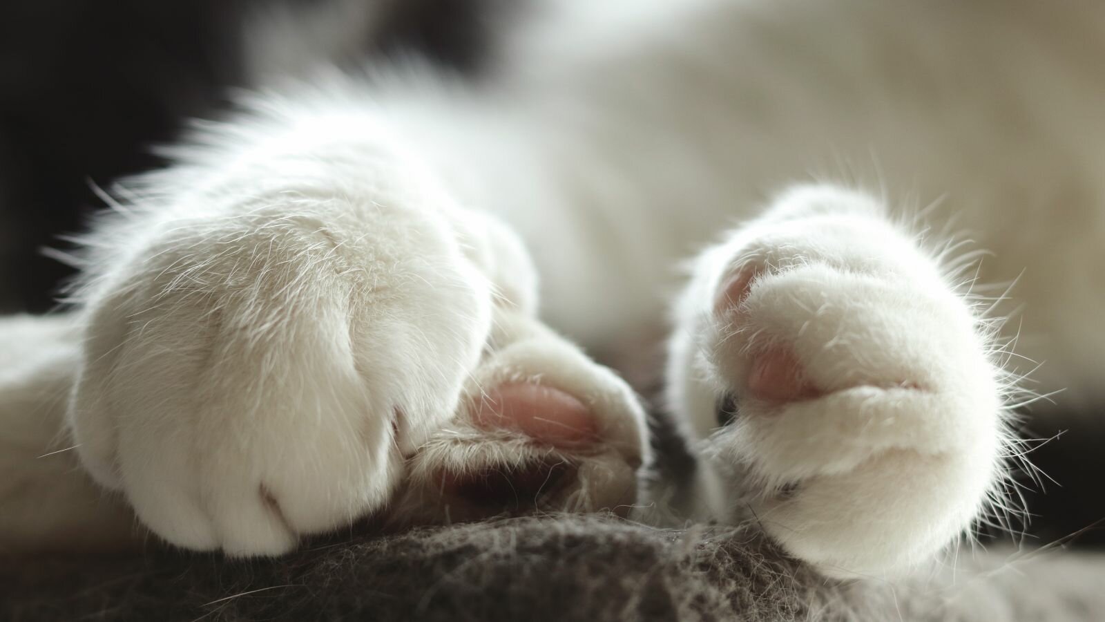 Il disperato caso di Cicci