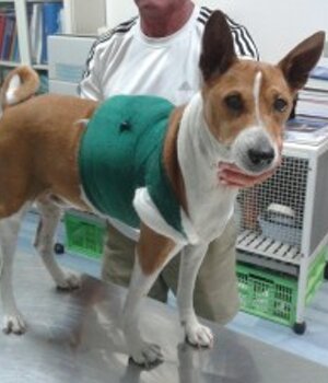 holter-chihuahua-kg-18-768x576.jpeg