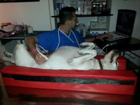 ecocardiografia veterinaria.jpeg