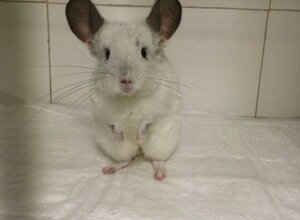 esotici_coniglio-preoperatorio-225x300.jpeg
