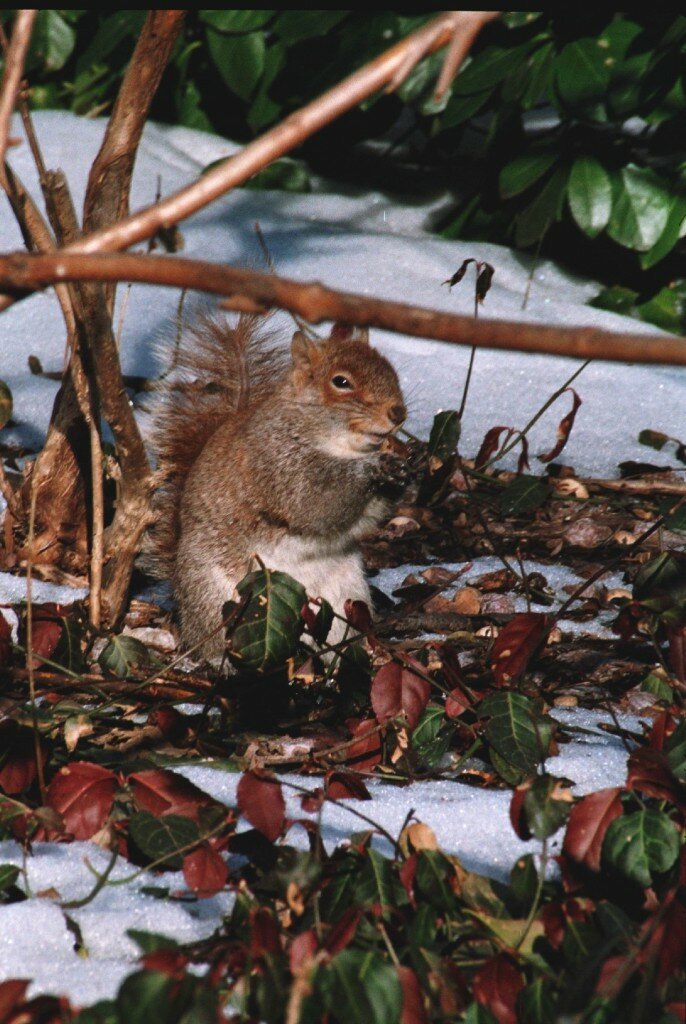 Quello scoiattolo a Central Park