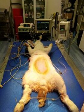 esotici_coniglio-preoperatorio-225x300.jpeg