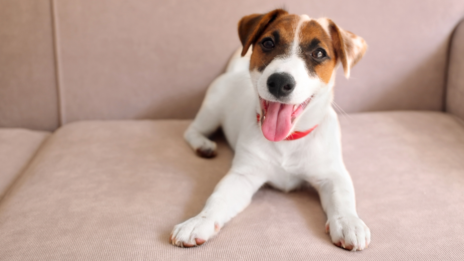 Una distesa di corpi