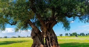 brindisitouring,%20naturetour,%20naturalistictour,%20buzzexperience,%20visitbrindisi,%20tourpuglia,%20toursalento%20(10).jpeg