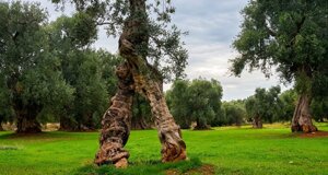 brindisitouring,%20naturetour,%20naturalistictour,%20buzzexperience,%20visitbrindisi,%20tourpuglia,%20toursalento%20(9).jpeg