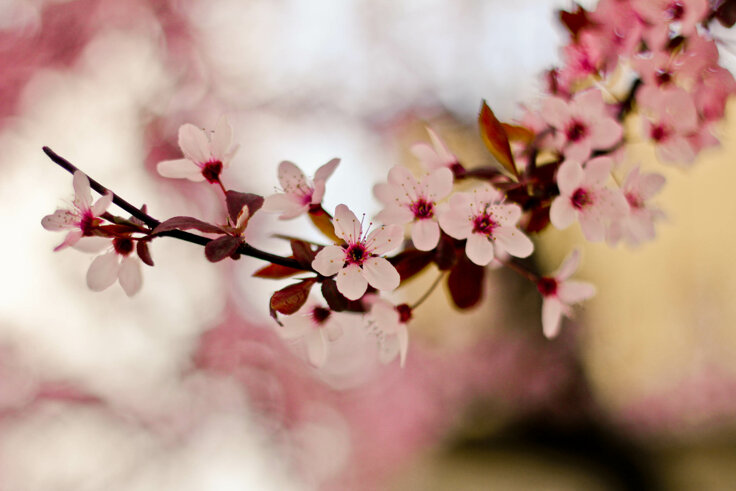 blossom-25.jpeg