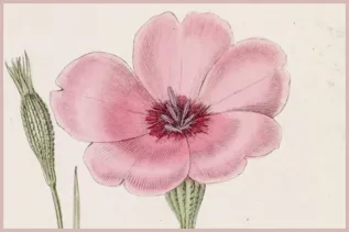 fiore